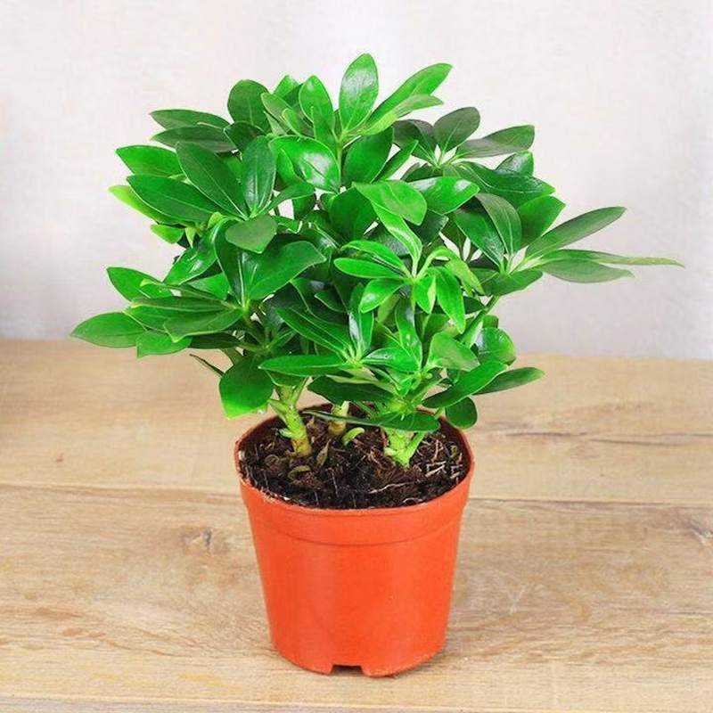 Green Type Indoor Living Room Potted Florals from All Directions, Duck Foot Wood, Large Plant, Seven-Leaf Lotus, Fortune Tree, Duck Foot Wood, Free Shipping
