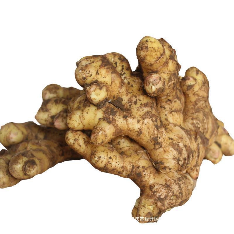 Authentic Ginger from Yunnan, Small Yellow Ginger, Farm Ginger, Native Ginger, Postpartum Ginger, Old Ginger, Fresh Vegetables, Free Shipping Per Pound, Seasonal