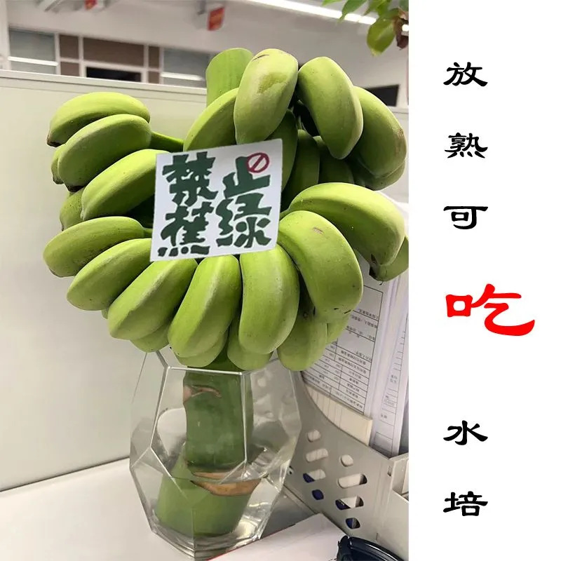 Whole Bunch of Bananas with Handles, Fresh Bananas, Small Bananas, Freshly Chopped Green, Ready-Made, Whole Bunch in Box, Drop Shipping
