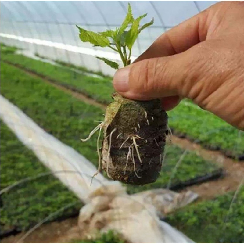 Direct sales 3cm-5cm seedling block nutrition block compressed soil domestic Jiefei matrix block seeding seedling vegetable melon and fruit