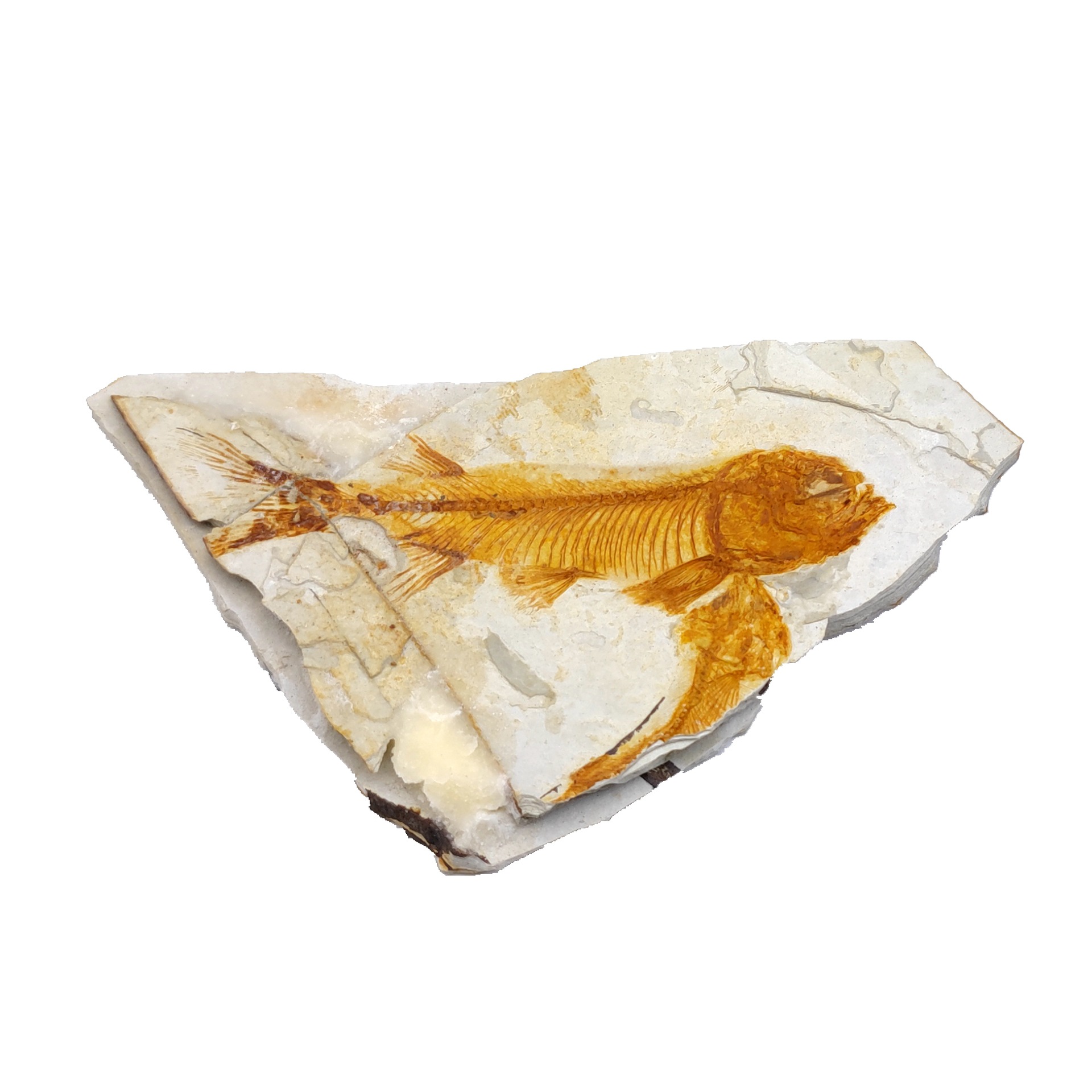 Ancient fossil Wolf fin fish fossil trilobite fossil plant fossil insect fossil popular science teaching specimen