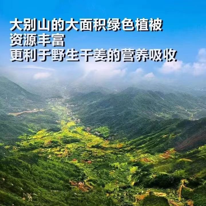 Dried Ginger Slices 500g New Arrival Sulfur-Free Old Ginger Slices Native Ginger Yunnan Ginger Powder Small Yellow Ginger Tea Food