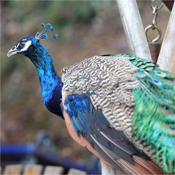 Live Blue Peacock Chicks for Sale, Three-Year-Old Blue Peacocks for Sale, Blue Peacock Scenic Spots for Viewing