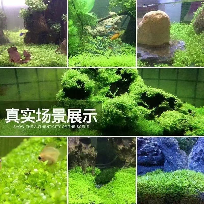 Aquatic Plant Seeds Mini Leafy Foreground Grass Large Leaf Pearl Seeds Fish Tank Aquarium Landscaping Decoration Wholesale Green Plants