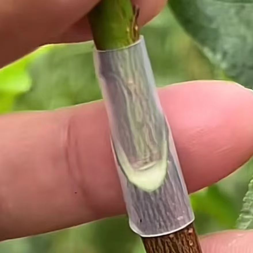 Оболочка для прививки плодовых деревьев, цветочная оболочка для маракуйи, розы, бугенвилии, специальная оболочка для прививки, артефакт для прививки