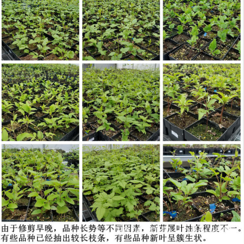 Clematis Seedlings Bloom in the Current Year, Climbing Vines, Josephine Utopia Courtyard Balcony, Vine Queen Courtyard