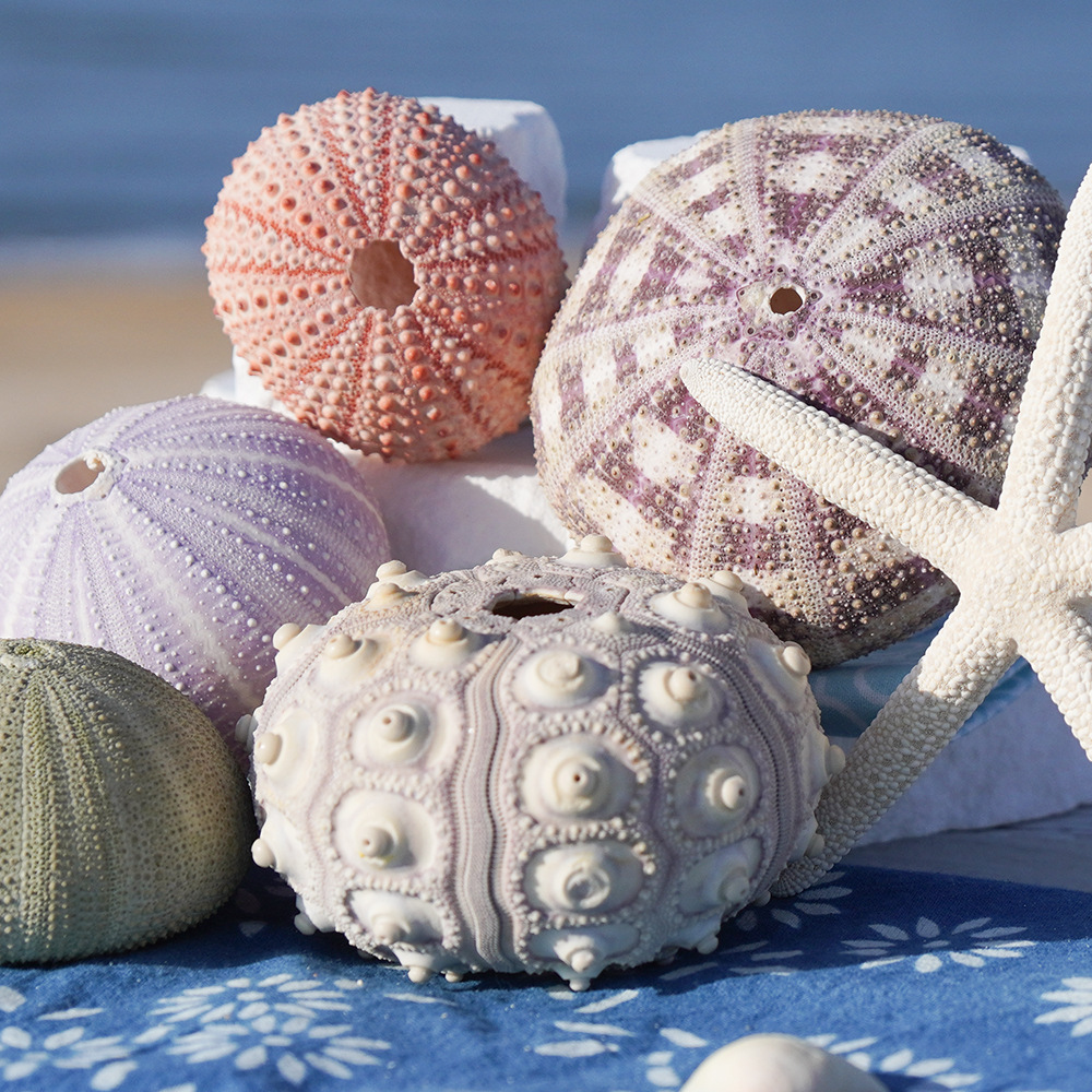 Натуральная раковина конха серия морского ежа образец ремесла домашние коллекционные украшения декоративная основа для ананаса