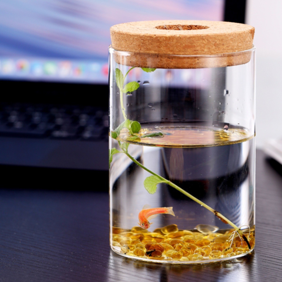 Micro-landscape seaweed ball ecological hydroponic green plant vase desktop high borosilicate glass mini ornaments viewing bottle