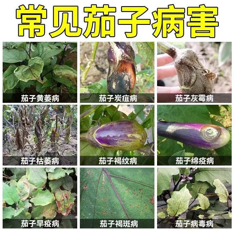 Eggplant Pathogen Clearing Agent for Eggplant Yellowing Wilt, Anthracnose, Gray Mold, Root Rot, and Wilting Disease Prevention and Control Fungicide