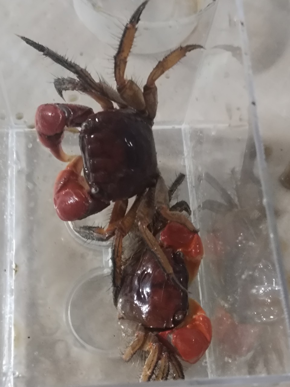 Live Pet Crabs for Aquariums, Ornamental Crabs, Native Freshwater Crabs for Stalls and Wholesale