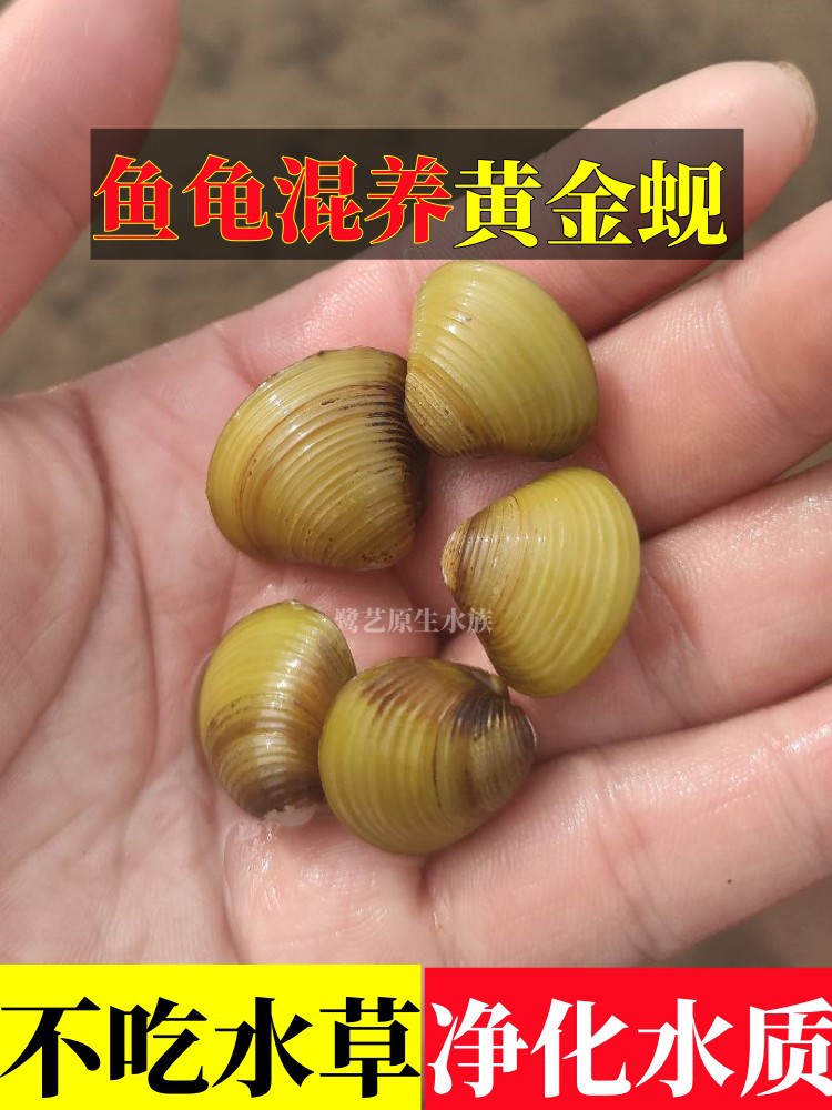 Freshwater Live Clams for Aquarium Decoration and Algae Control