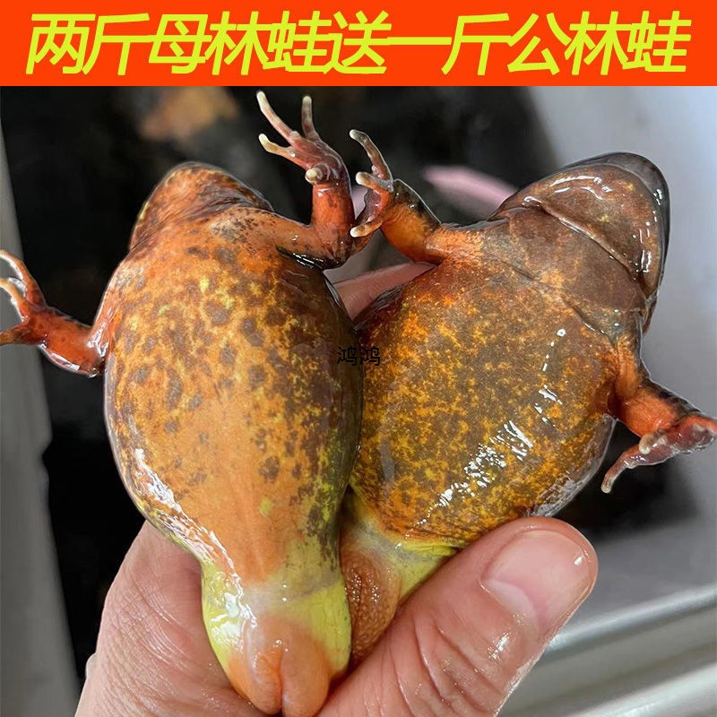 Свежая жаба с Чанбая, свежая живая лесная лягушка, новая река, мать леопарда