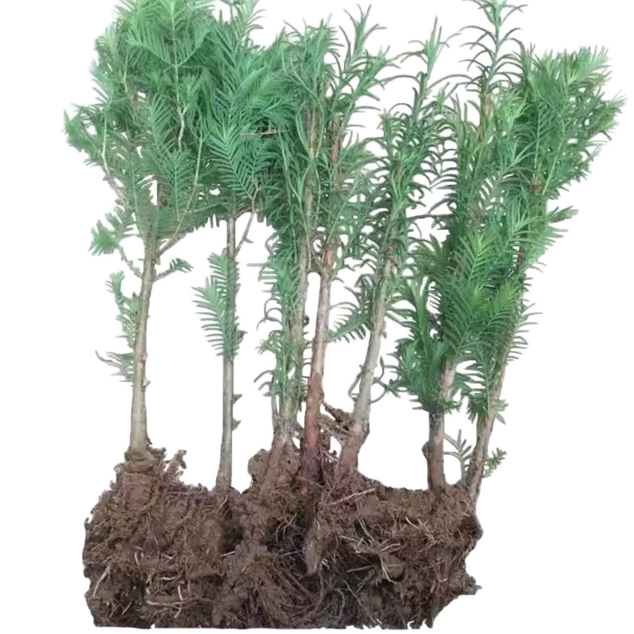 Metasequoia fir seedlings Metasequoia glyptostroboides Seedling trees Fir trees Courtyard villas Road Greening Road Scenery trees can be planted in both South and North