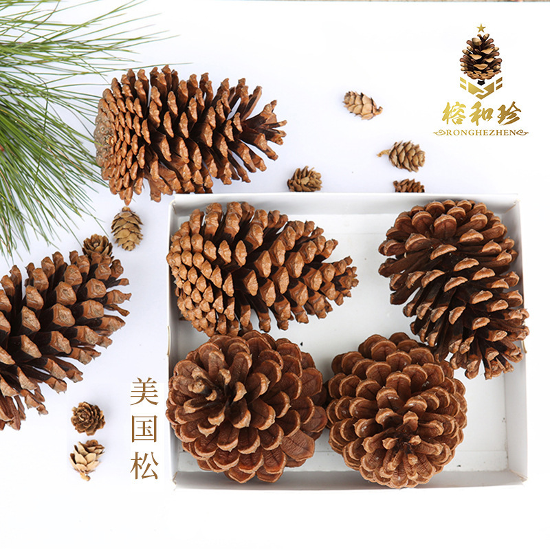 Pine Cone Natural Pine Cone American Pine Local Pine Oil Pine Cone Large Forest Head Pine Cone Pine Cone Crafts