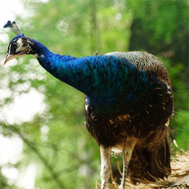 Peacock Breeding Base Breeds Its Own Peacock Seedlings, Blue Peacocks, Small Peacocks, Flower Peacocks, White Peacocks