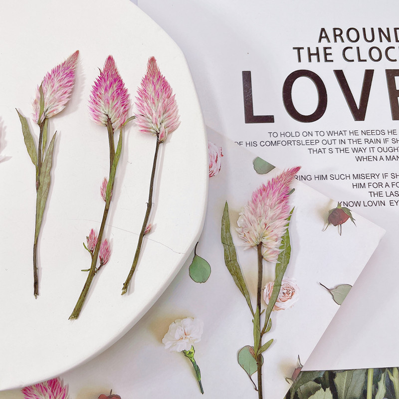 Cockscomb dried embossed plant specimen teaching children DIY handmade photo frame aromatherapy candle greeting card gift box packaging