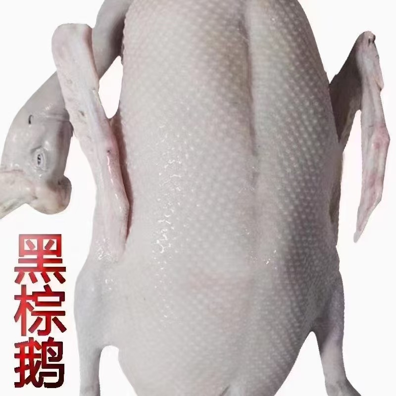 Freshly Slaughtered Black and Brown Goose. Hotel Supplies Ingredients. Cold Chain Transportation. Farmhouse Free-Range Goose. Whole Fresh Black and Brown Goose