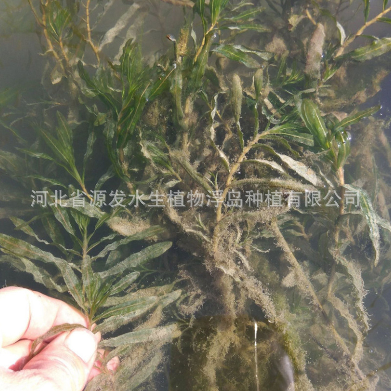 Various Aquatic Plant Water Purification and Restoration Projects Are Carried Out by Duckweed, Bitter Grass, Black Algae, Stonewort, and Foxtail Algae