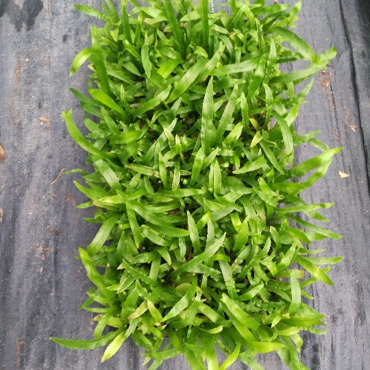 Zhanye Bird's Nest Fern Green Wall Micro Landscape Ecological Stimulating Small Potted Plant Purifies the Air and Absorbs Formaldehyde All Seasons Evergreen