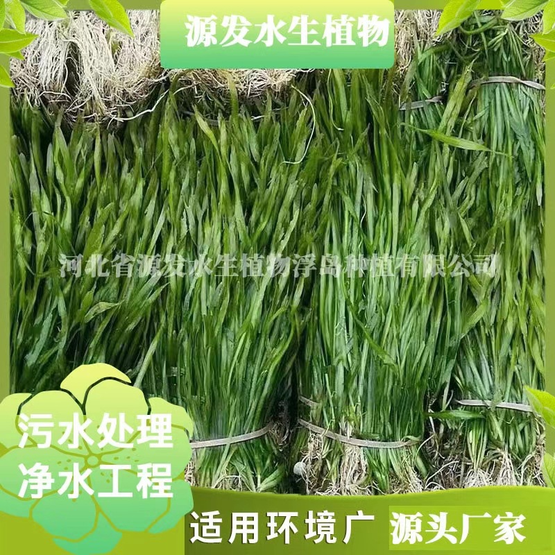 Разнообразные водные растения, такие как акватикум, карликовый акватикум, карликовый вечнозеленый акватикум, упакованы партиями напрямую от производителя