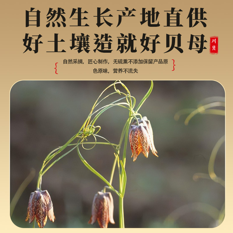 Chuanbei 100g Genuine Sichuan Chuanbei Chinese Herbal Medicine Soaked in Water Wild Smoke-Free and Sulfur-Free