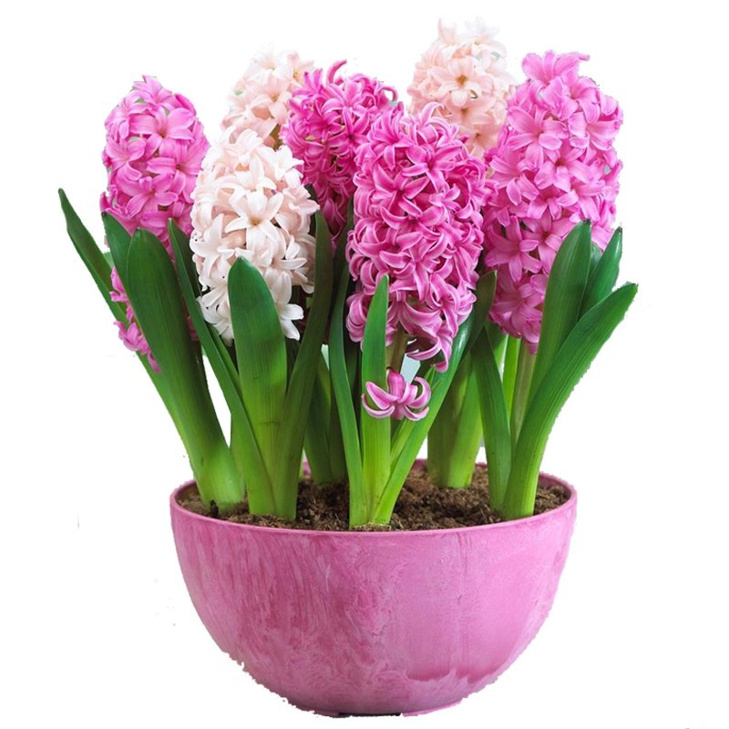 Hyacinth Bulbs Imported for Soil Cultivation and Hydroponics, Cold-Resistant Lily Potted Plants for Year-Round Planting, Large Bulbs with Strong Fragrance, Flowering Green Plants