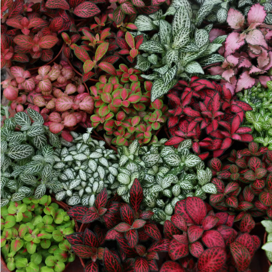 Мох для микроландшафта, растительность для потового рынка, лучший товар для внутреннего озеленения