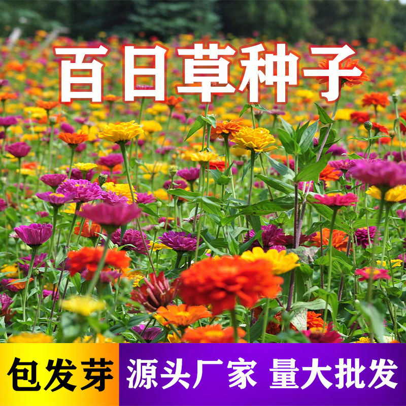 [Electronic Commerce Purchase] Sunflower Seeds, Wildflower Combination Bowl, Lotus Platycodon, Sunflower Seeds, E-Commerce Flower Seed Supply
