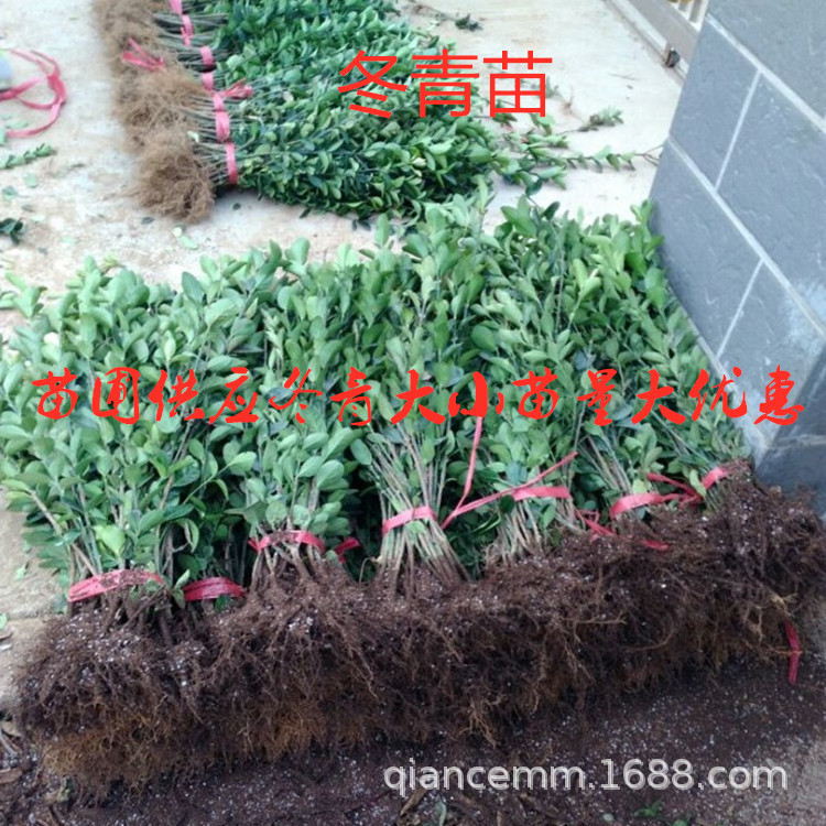 Nursery Supplies Greening Seedlings, Holly Seedlings, Four-Season Evergreen Fence Seedlings, Fence Foliage Plants, Large Quantity Discounts