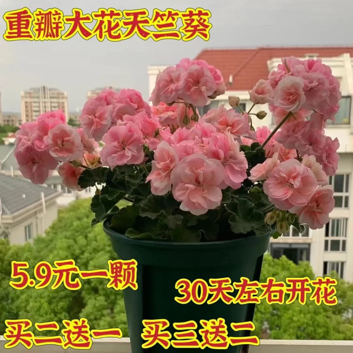 Double Large Flower Geranium Potted Flower Seedling Flowering in Four Seasons Courtyard Indoor and Outdoor Balcony Good Flower Raising Potted Plant