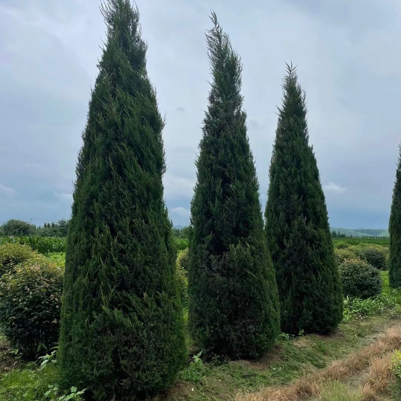 Tower 1 to 10m Tall Cypress, Round Cypress, Tower Sapling, Evergreen Tree All Year Round