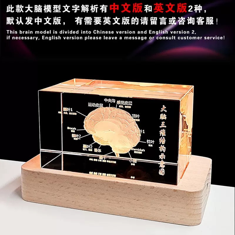 Cross-Border Crystal 3D Internal Carving Dental Bone Model Ornament Brain Heart Display Specimen Medical Student Graduation Souvenir