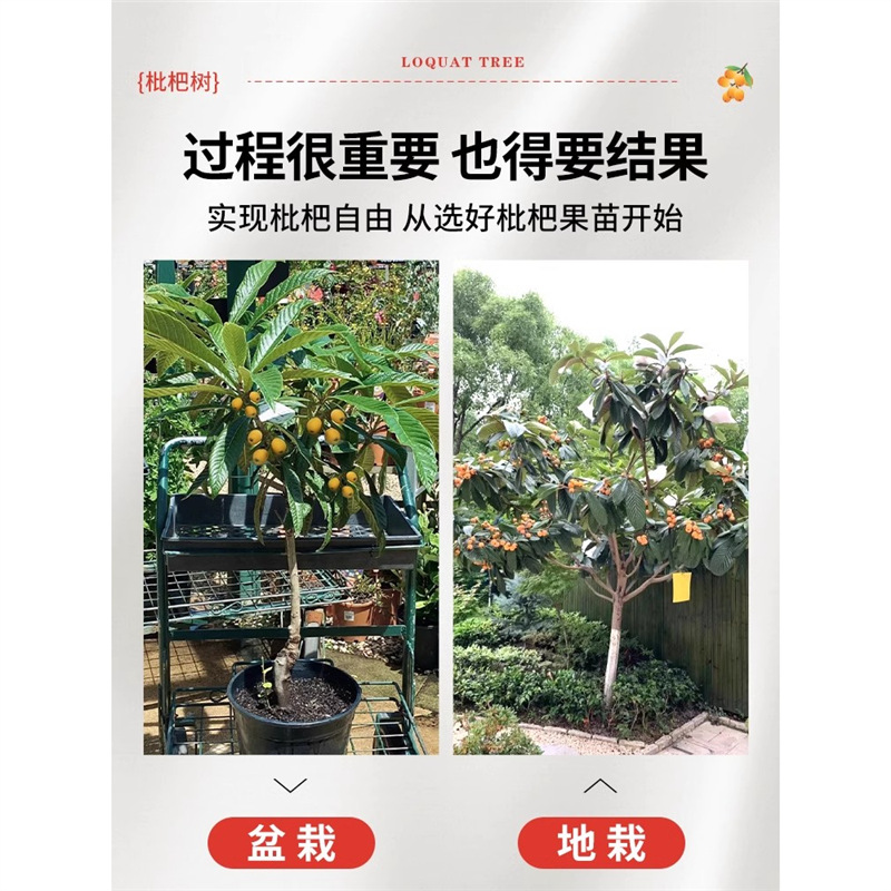 Loquat Fruit Seedlings, Large Fruit Seedless Loquat Seedlings, Northern and Southern Courtyard Houses, Cold-Resistant Four-Season Fruit Seedlings, Potted Plants