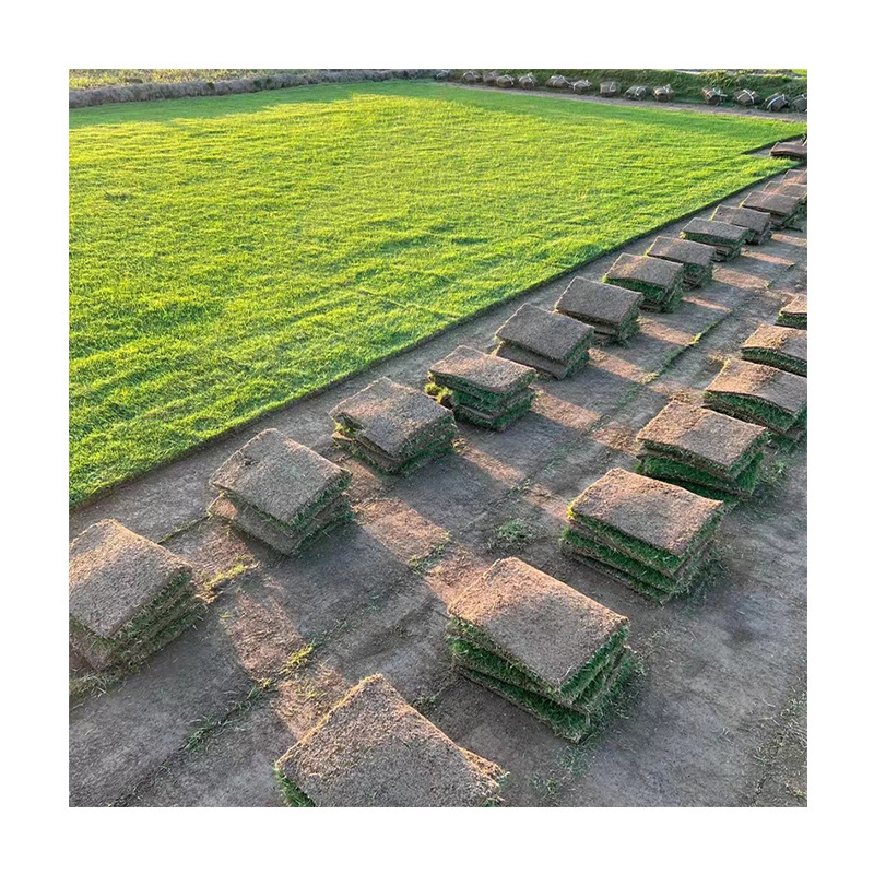Base Wholesale Manila Turf, Four-Season Green Lawn, Soil Taiwan Grass, Engineering Greening Belt Mud Real Lawn