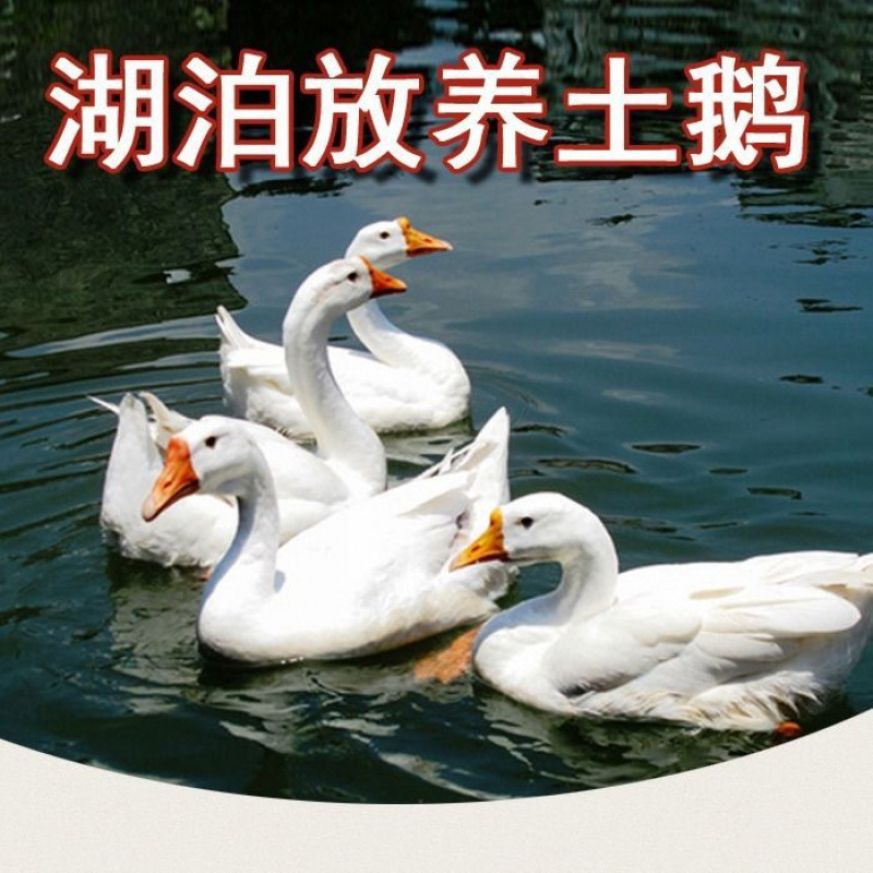 Freshly Slaughtered Young White Goose, Extra Large Tender Goose, Wild Goose, Fresh Free-Range Farm Pure White, Direct Sale from Manufacturer on Amazon