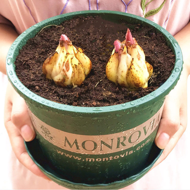 Lily Bulbs Bloom in All Seasons, Indoor and Outdoor Florals, Exquisite Potted Perfumes, Lily Seeds Are Easy to Grow and Live, and Have Double Petals