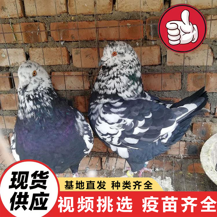 Ornamental Dove for Sale, Large Meat Dove, White Feather King, American Floor King Dove, Feeding Interactive Square Dove