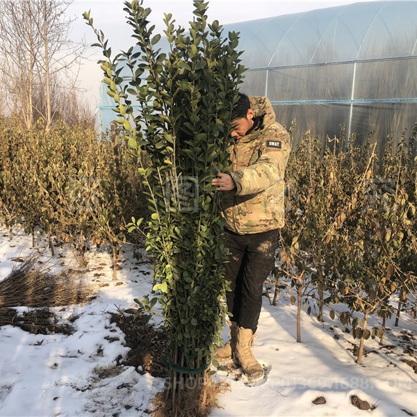 Hokkaido Boxwood Seedlings, Wall Fence Plants, Evergreen and Cold-Resistant Garden Engineering Saplings, Large-Leaf Holly Saplings