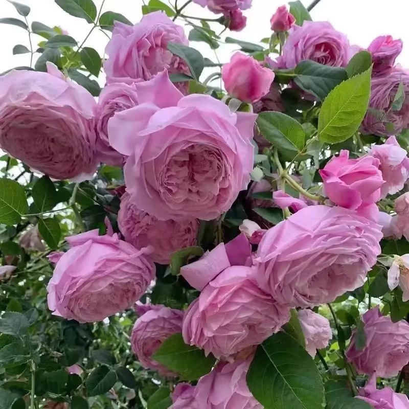 Climbing Rose Gold Celebration Flower Seedlings Can Be Mixed with Other Rose Flowers for Balcony Planting and Potted Plants