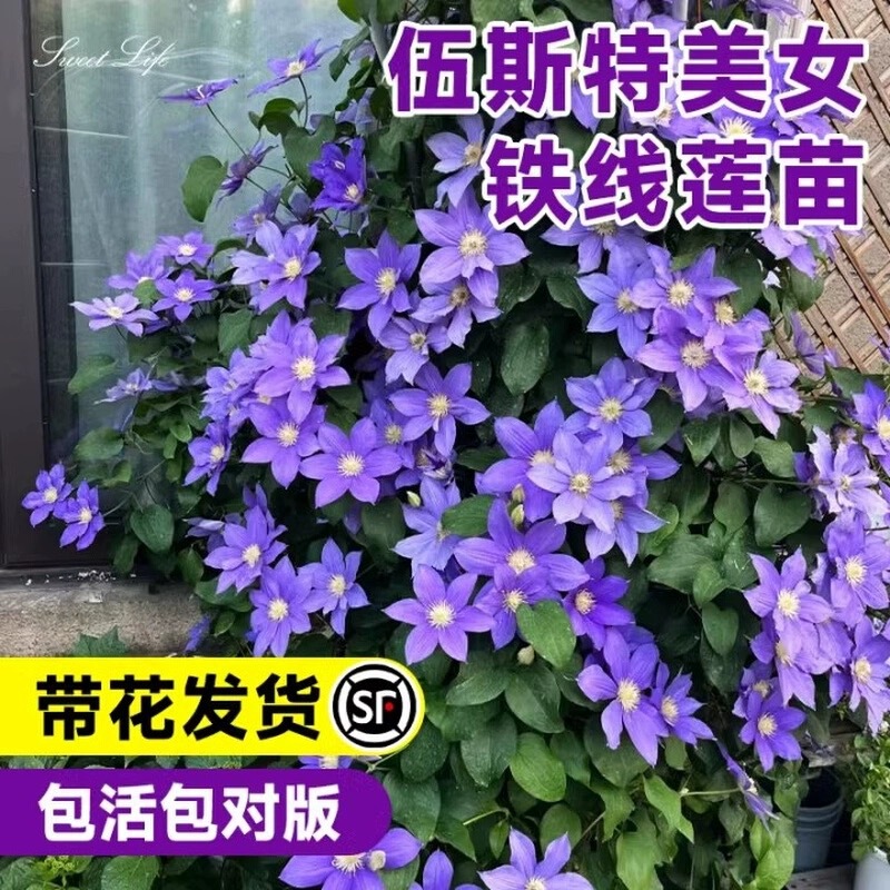 Worcester Beauty Clematis Large Seedling Potted Climbing Plant Vine Flowering Column for Villa Courtyard, Cold-Tolerant and Blooms All Seasons