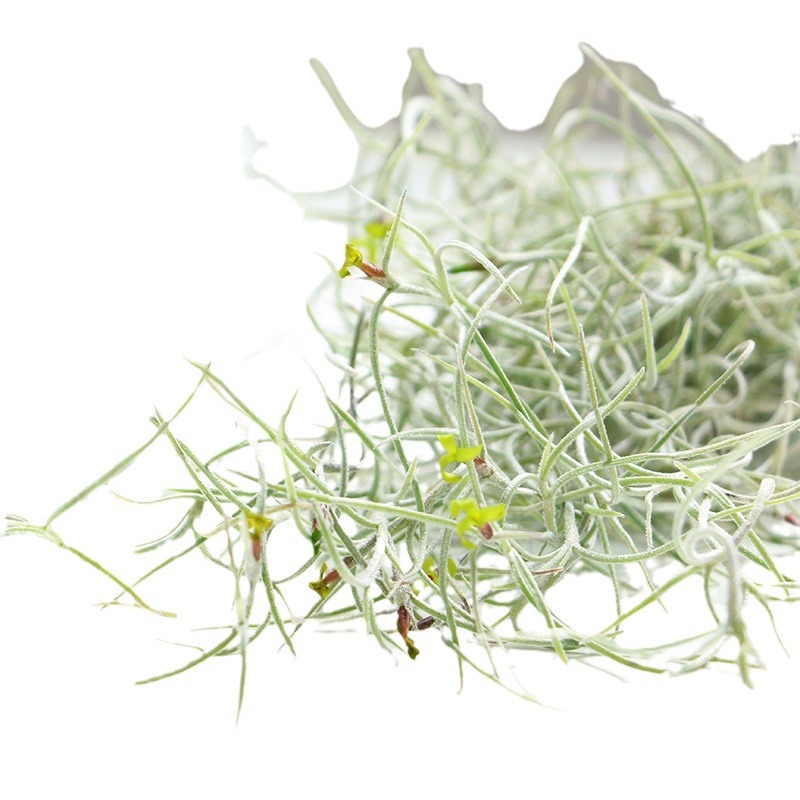 Usnea Old Man's Beard Combination - Factory Direct Supply Base Delivery Air Pineapple Soilless Lazy Tillandsia Novelty Wholesale