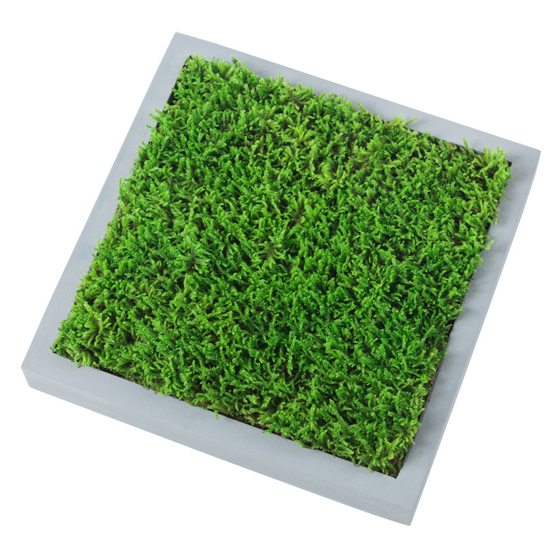 Whole Piece of Fresh Moss Micro Landscape Bonsai Paving Courtyard Decoration Moss Plant Rainforest Water and Land Tank Landscaping Material