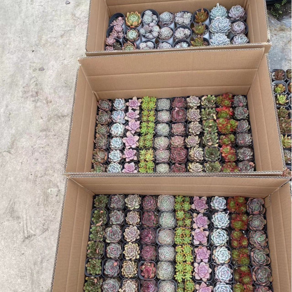 Succulent Lcl Stall Succulent with Potted Plants 70 Pots of Flower Potted Plants Wholesale Free Shipping Good Maintenance Gifts 6cm