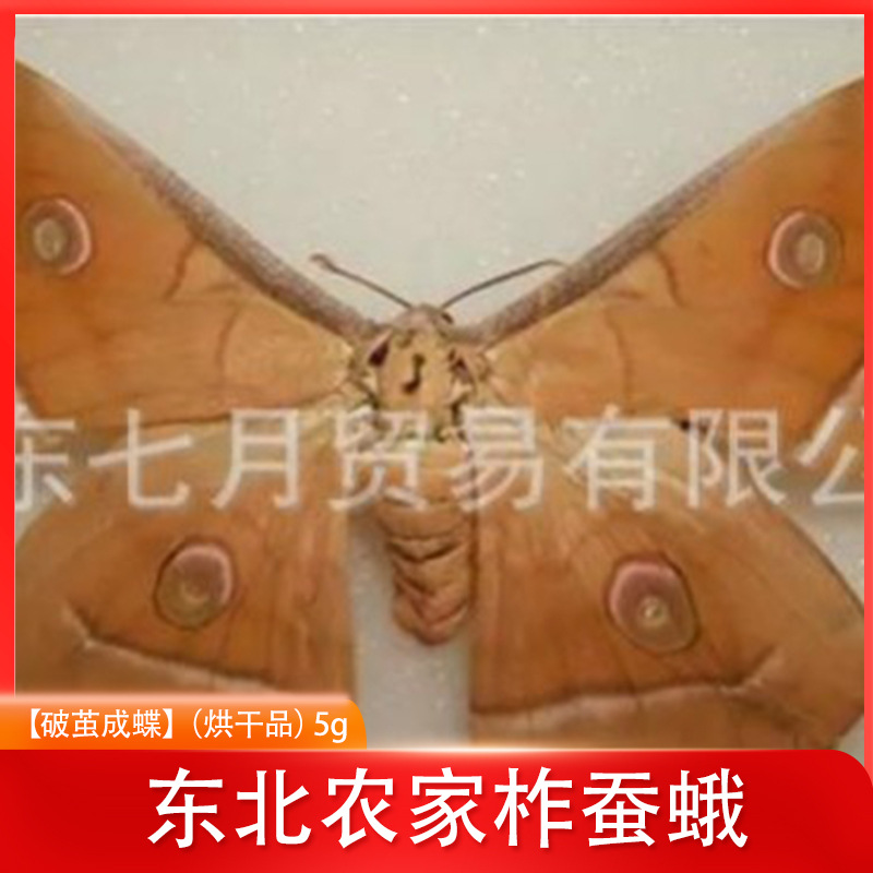 Гусеница из кокона, восточная ферма, тутовый шелкопряд (сухой продукт), 5г