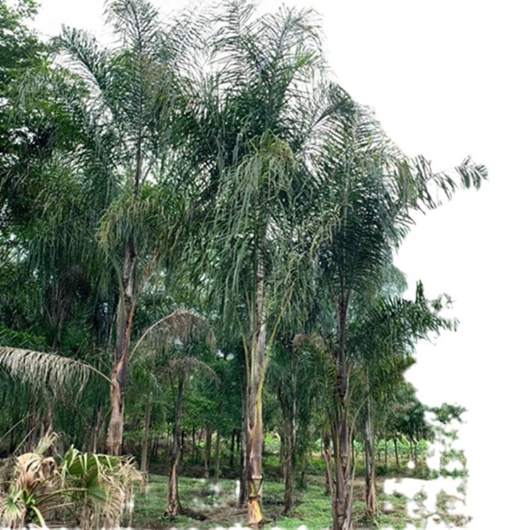 Fujian Jinshan Kwai Price Yunnan Queen Kwai Quote Queen Kwai Wholesale Queen Kwai Base Recent Market Situation