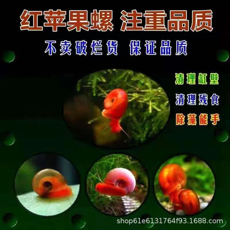 Apple Snail Ornamental Snail Tool Snail Aquarium Pet Live Grass Tank Algae Removal Snail Live Freshwater Cleaning and Purification Fish Tank