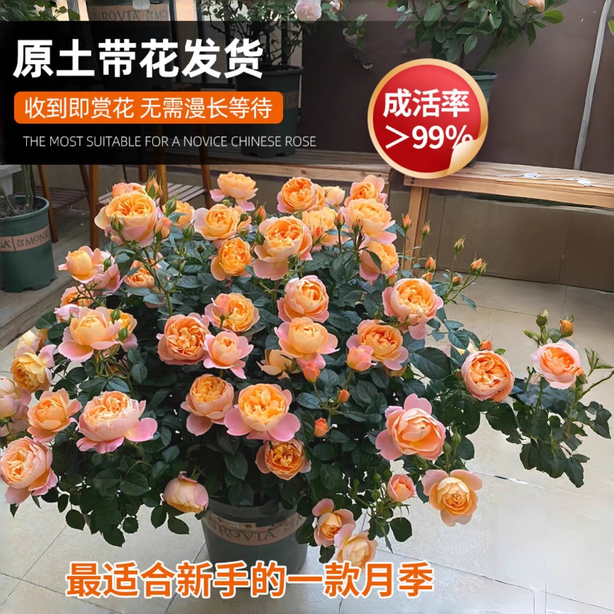 Juice Balcony Rose Garden Potted Plant with Buds and Seedlings Blooming in All Seasons Rose Saplings Old Pile Rose Florals