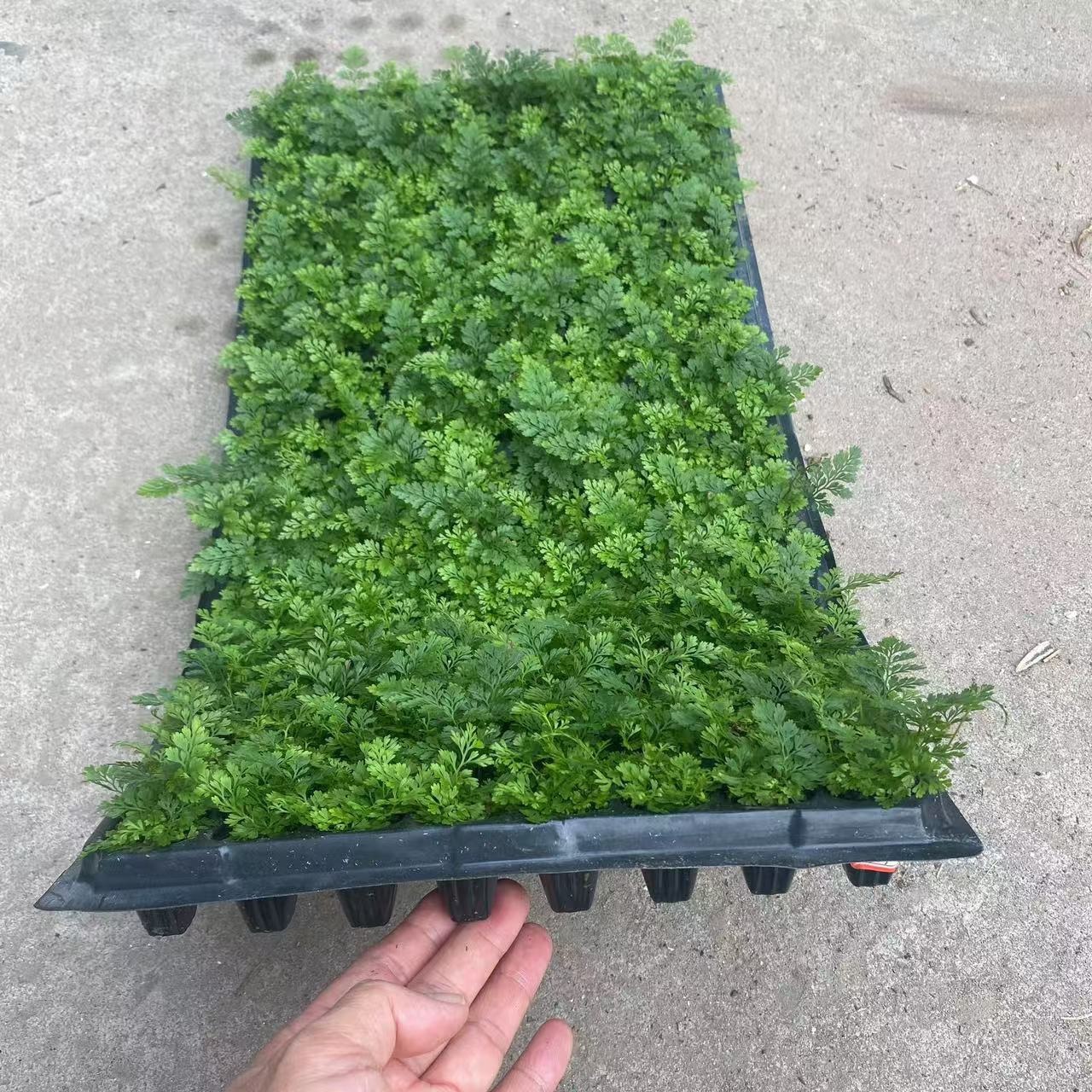 Micro-Landscape Wolf Tail Fern, Dense Leaf Hydroponic Fern, Shade-Tolerant Living Room, Indoor and Outdoor Hanging, Easy to Maintain, Evergreen All Year Round