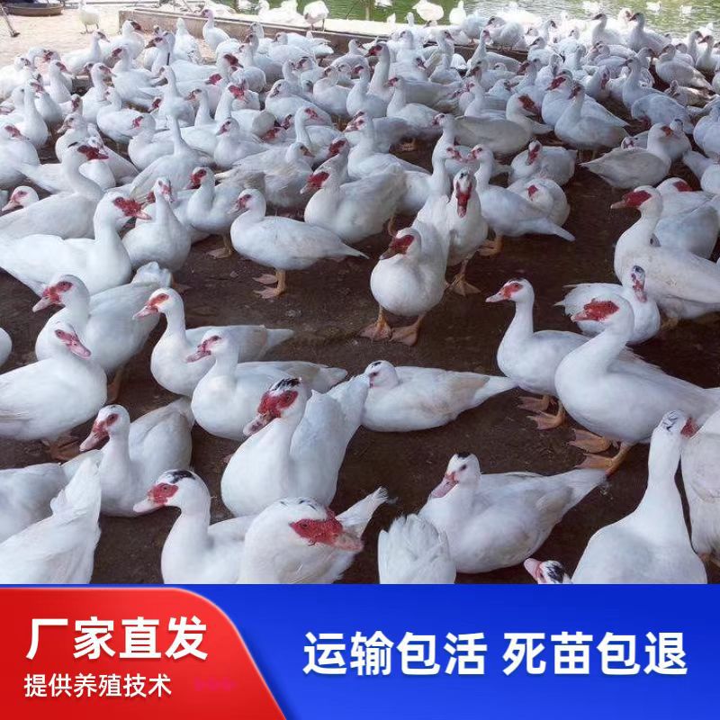 Белые утки, белые бразильские утки, живые утки, утята