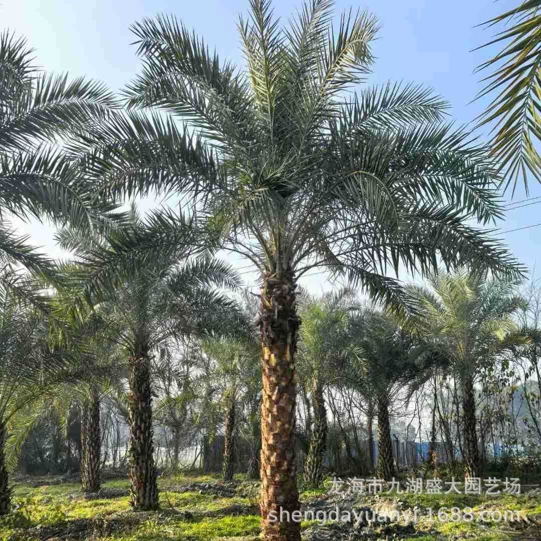 Fujian Yinhai Date Palm Prices Zhejiang Middle East Date Palm Wholesale Hunan Hubei Yinhai Date Palm Supply for Landscaping